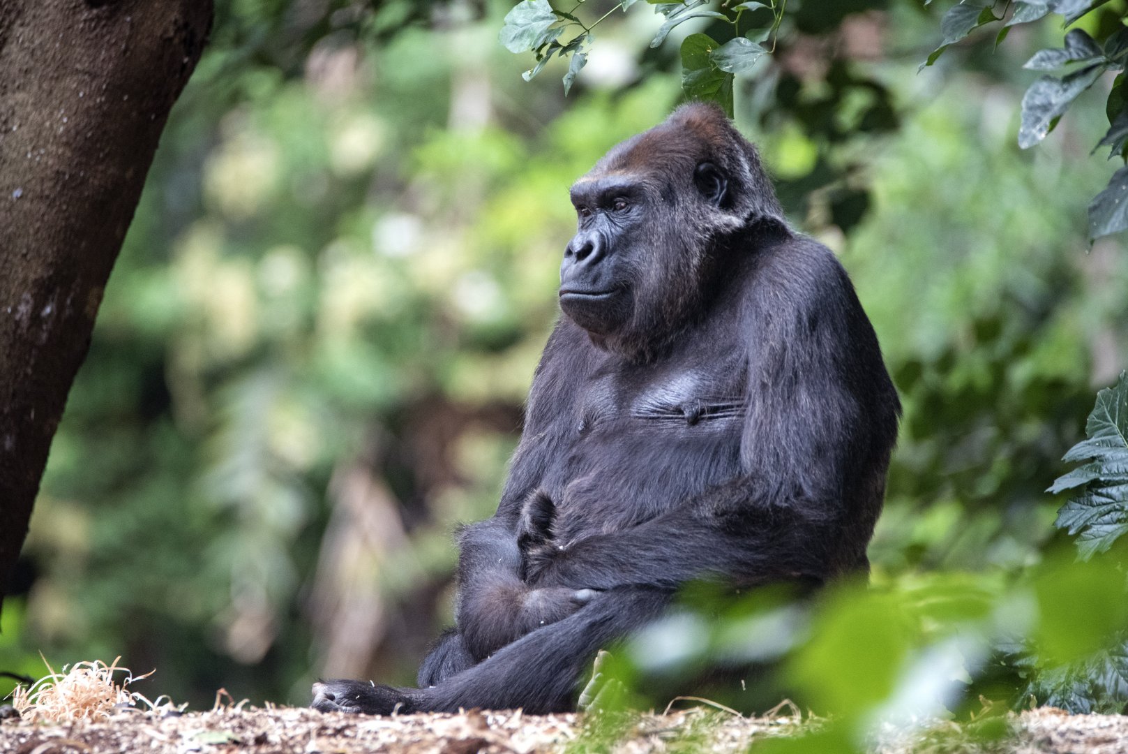 Western gorilla 'Yuska'