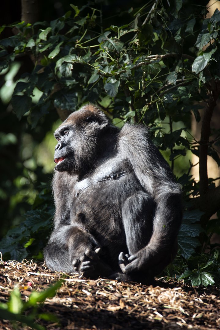 Western gorilla 'Yuska'