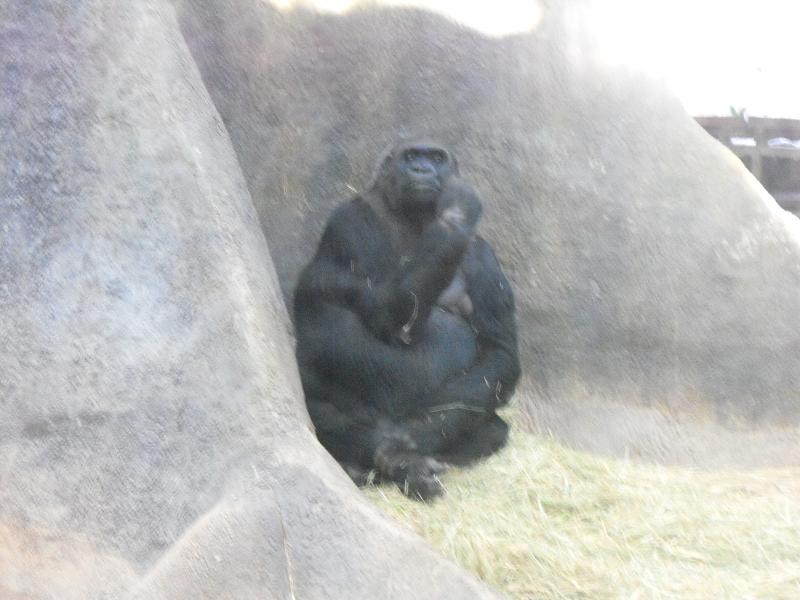 Western Gorilla