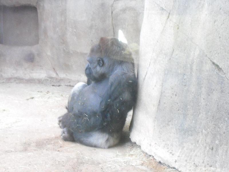 Western Gorilla