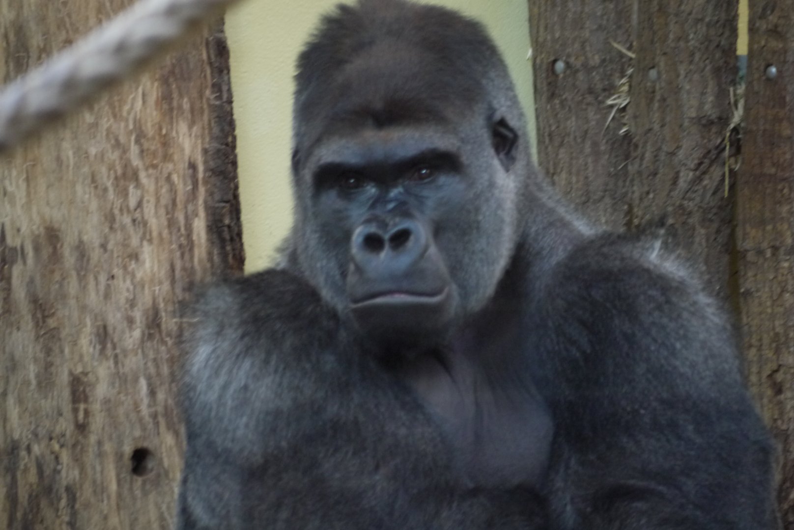 Western Gorilla