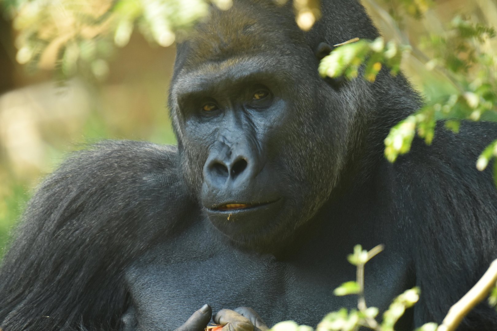 Western gorilla