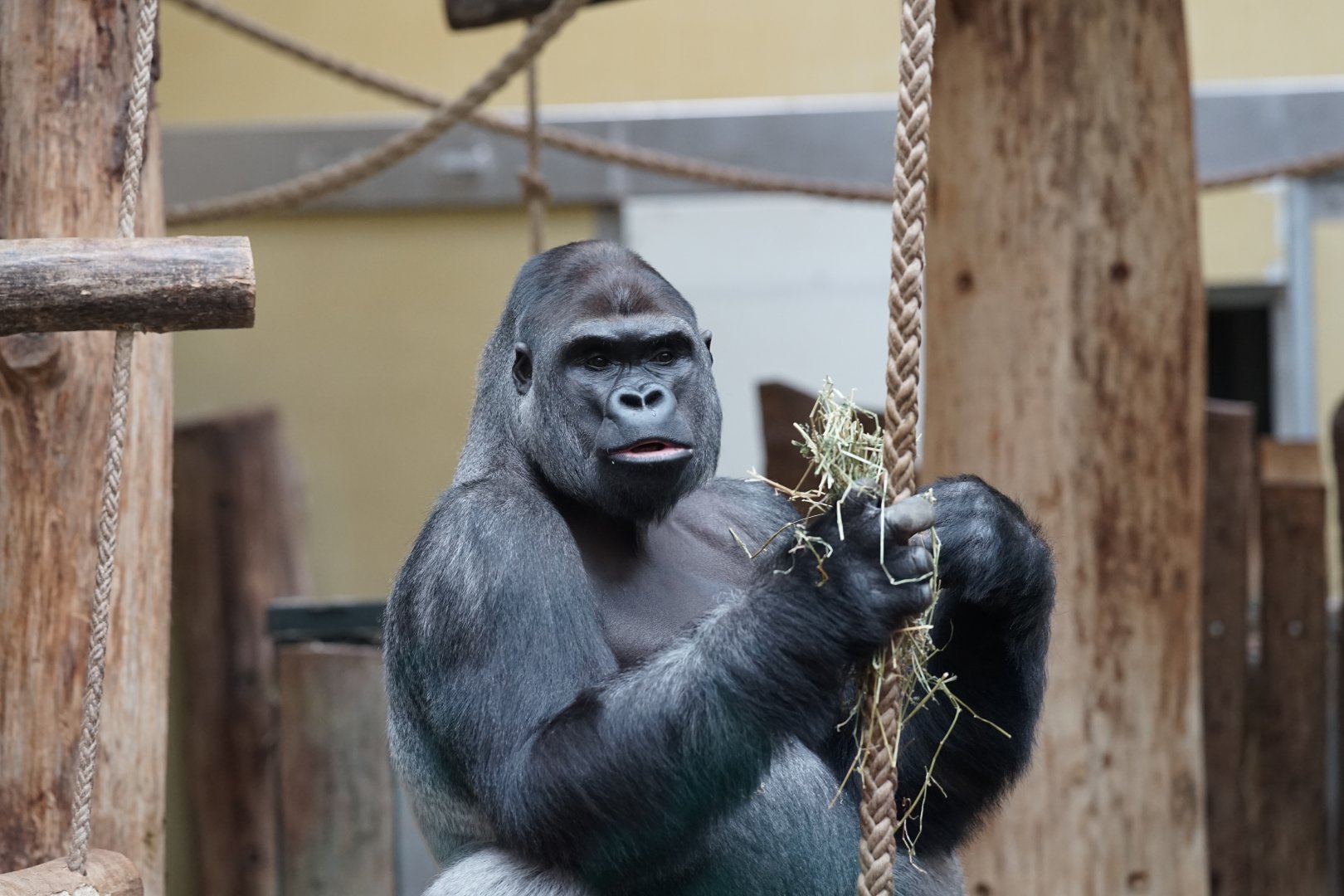 Western Gorilla