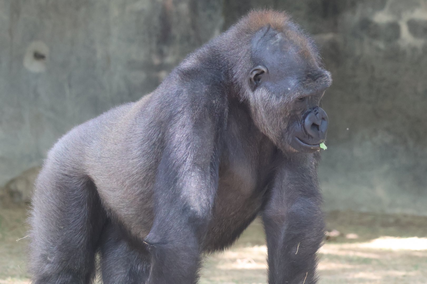 Western Gorilla