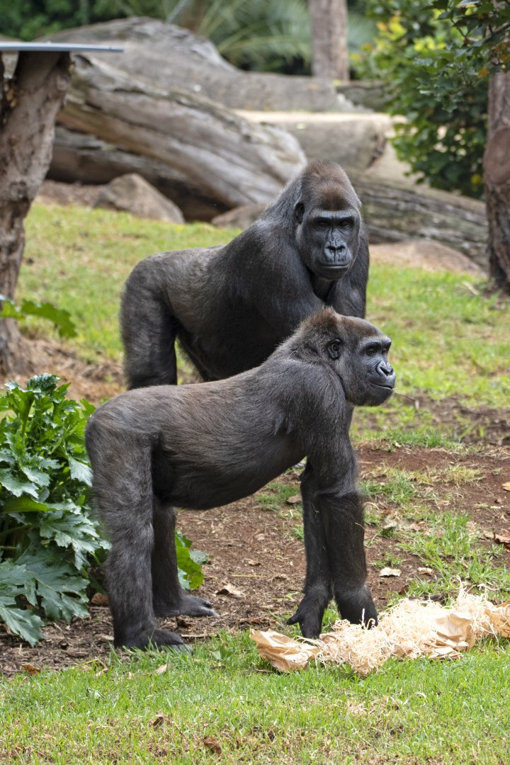 Western gorillas 'Kimya' and 'Kanzi'