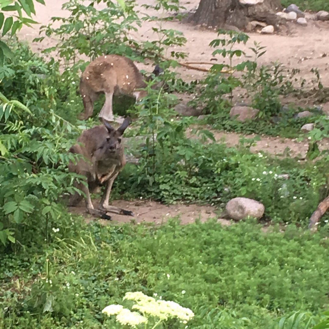 Western Gray Kangaroo | Brookfield Zoo