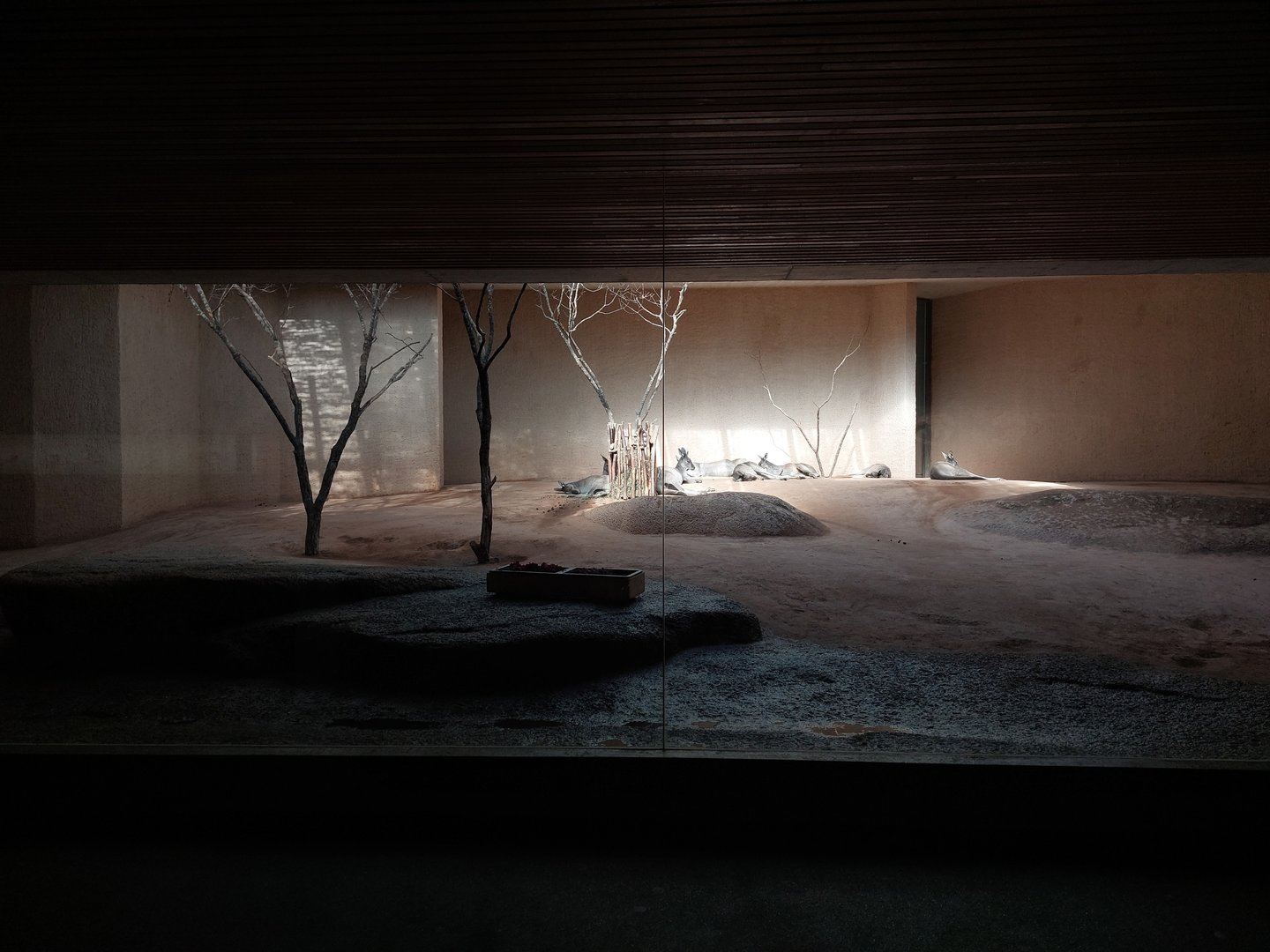 Western gray kangaroo indoors