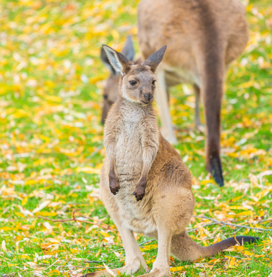 Western Gray Kangaroo joey 2020