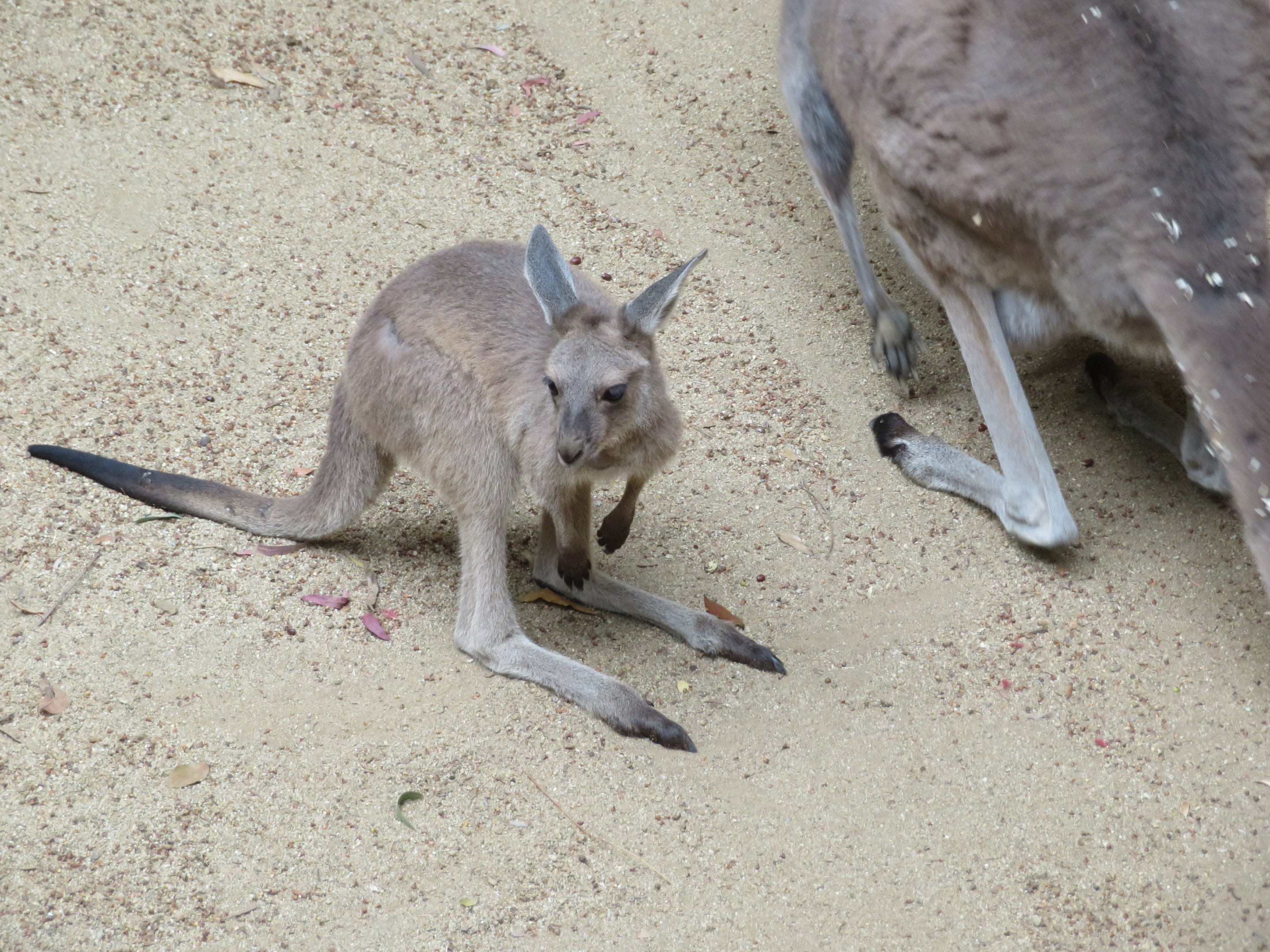 Western Gray Kangaroo Joey