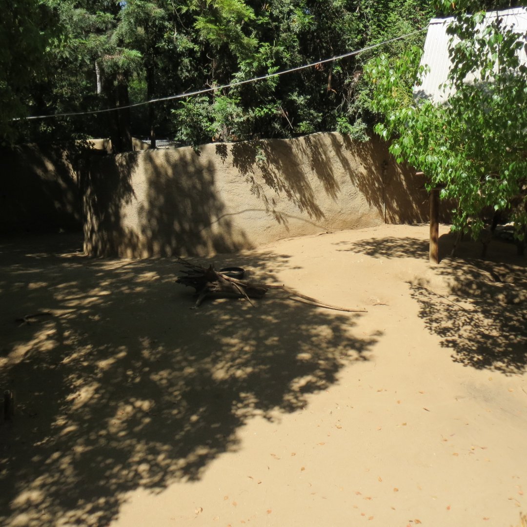 Western Gray Kangaroo / Koala Exhibit