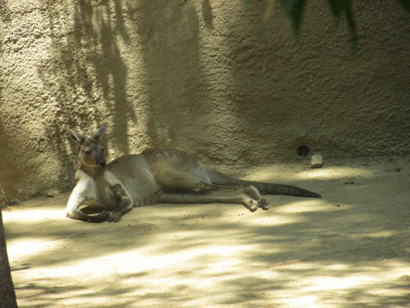 western gray kangaroo Los Angeles zoo 2017