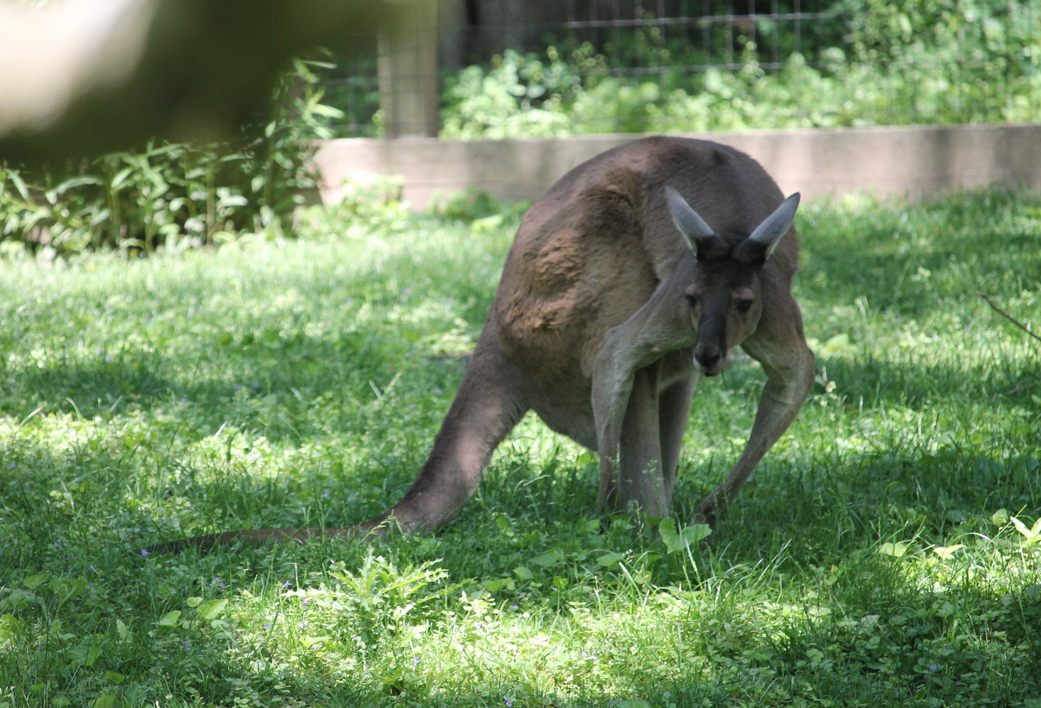 Western Gray Kangaroo (Macropus fuliginosus)