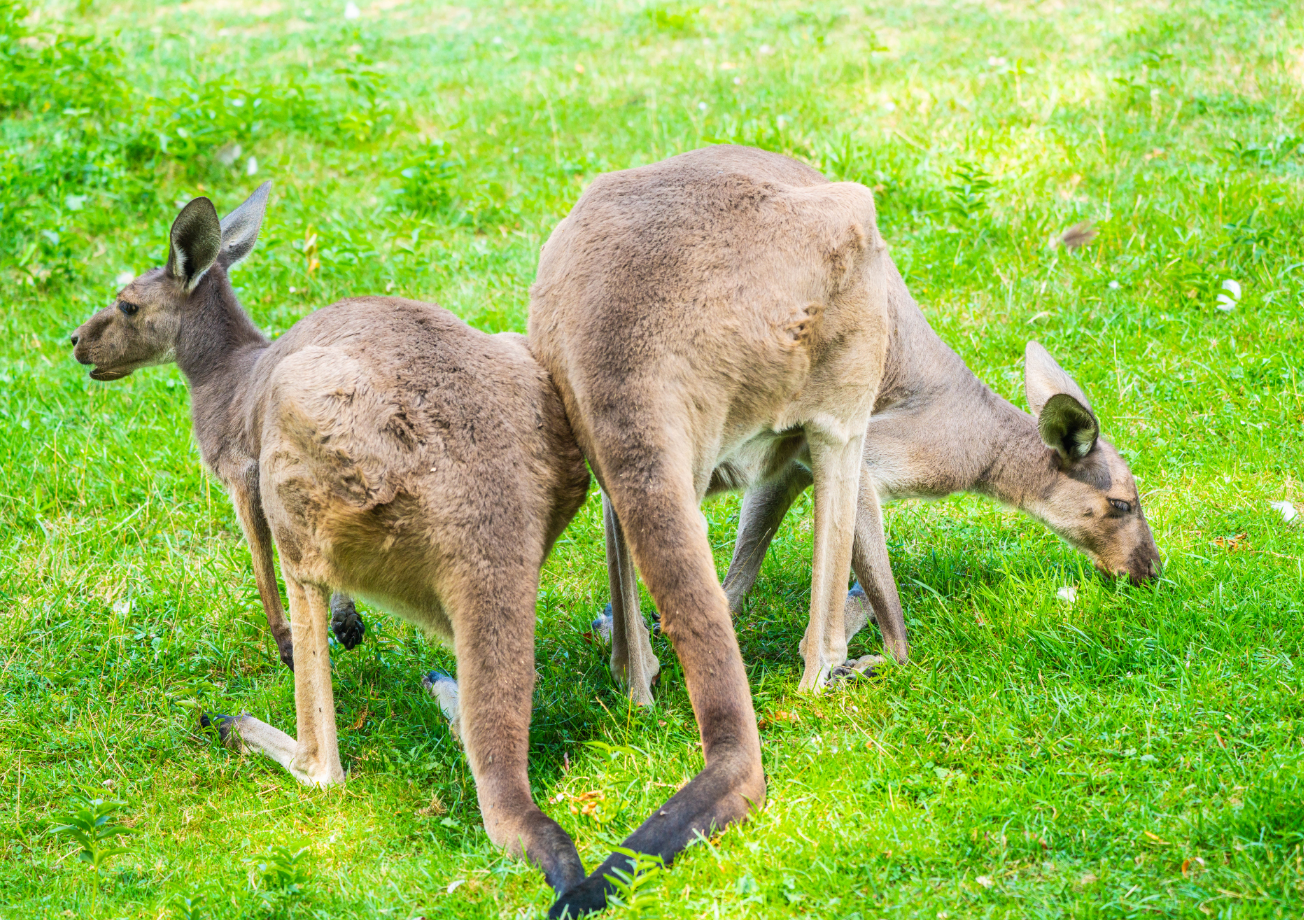 Western Gray Kangaroo mom and son