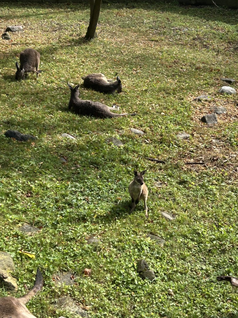 Western Gray Kangaroo- one of the joeys has left the pouch.