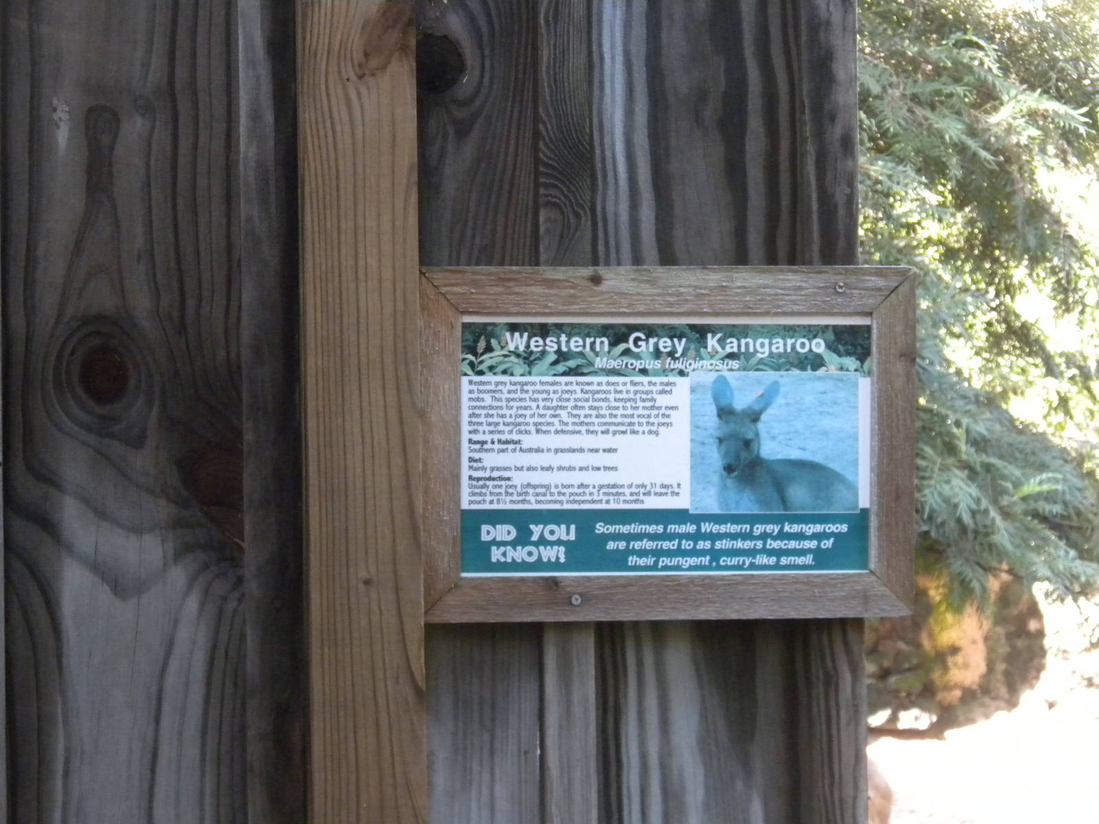 Western Gray Kangaroo sign