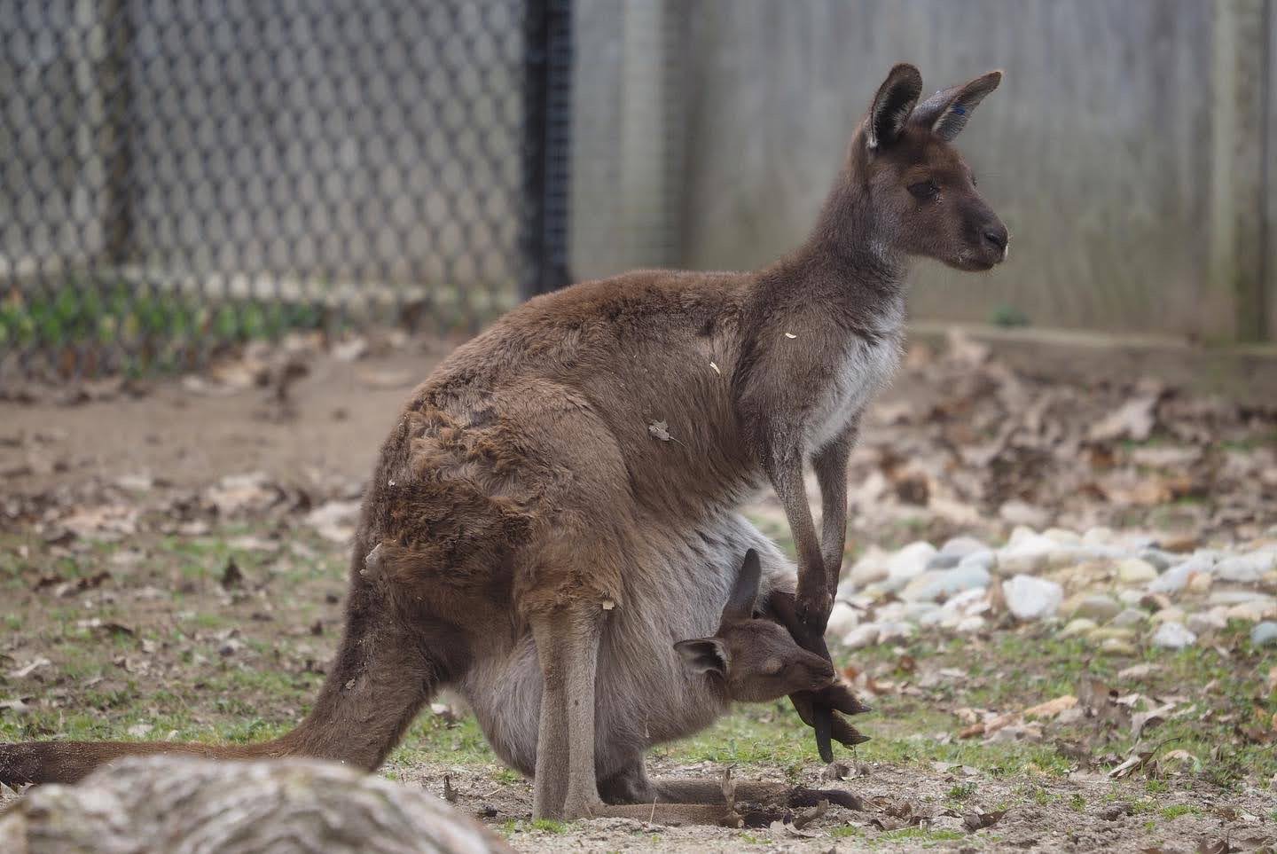 Western gray kangaroo with joey