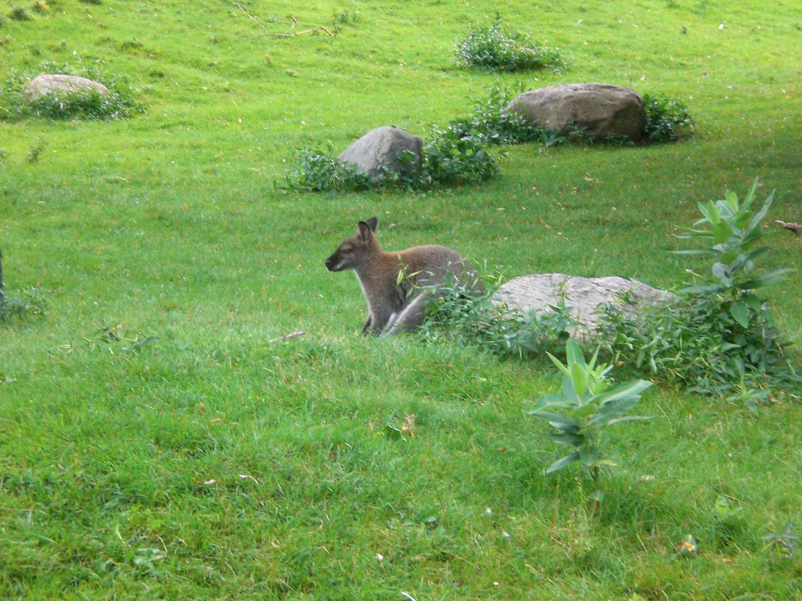 Western Gray Kangaroo