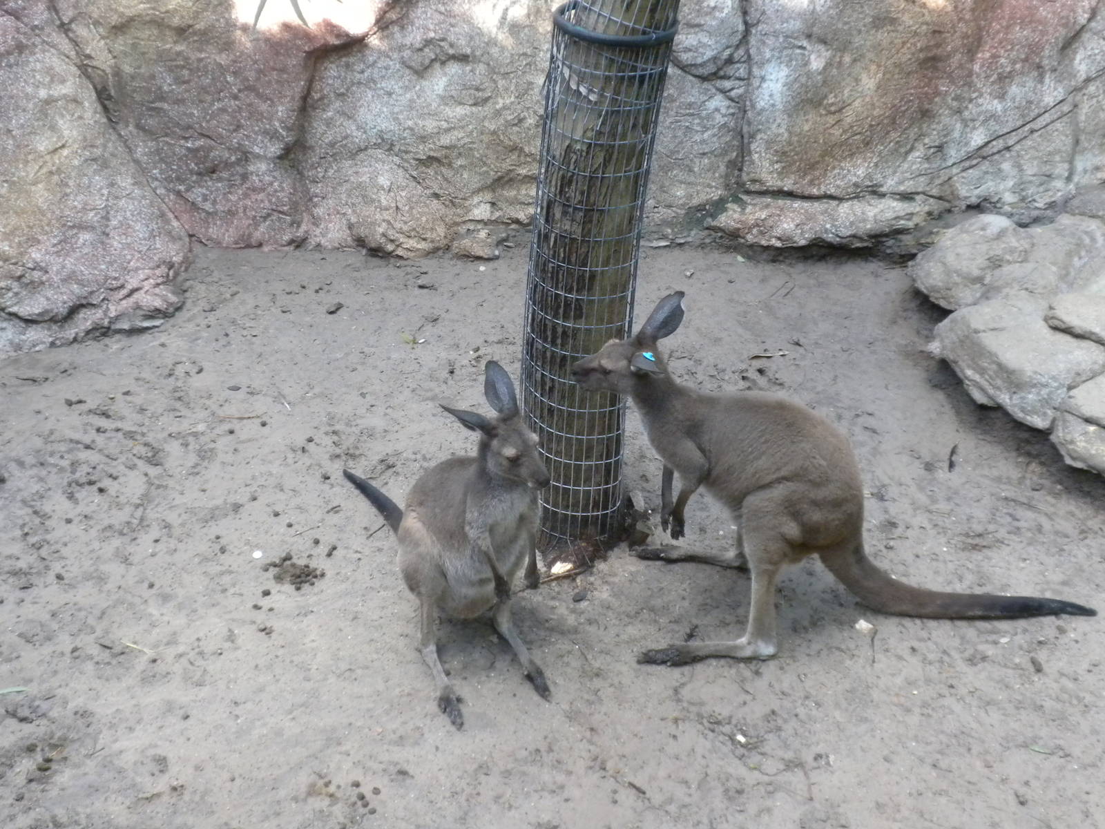 Western Gray Kangaroo