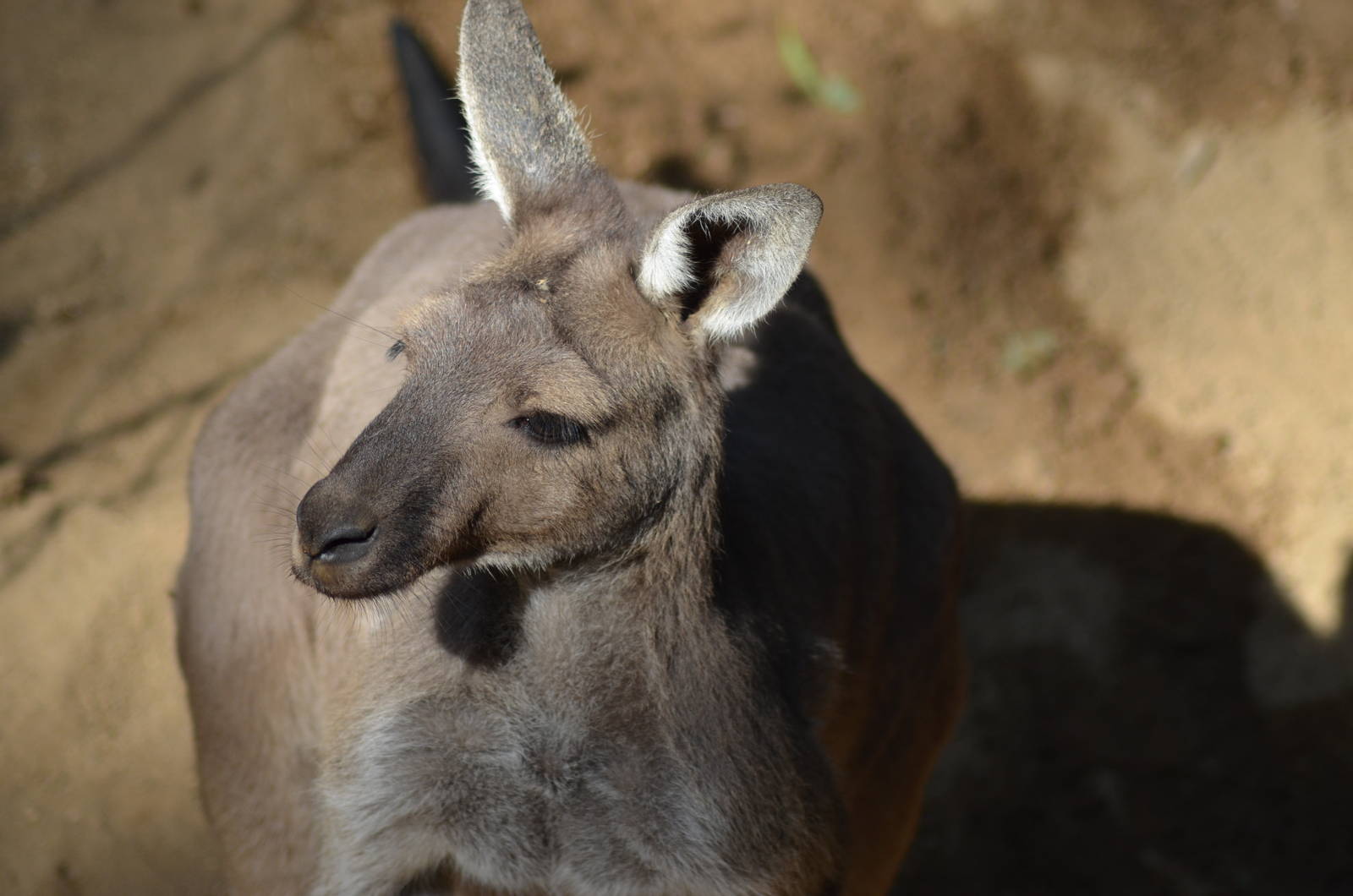 Western Gray Kangaroo