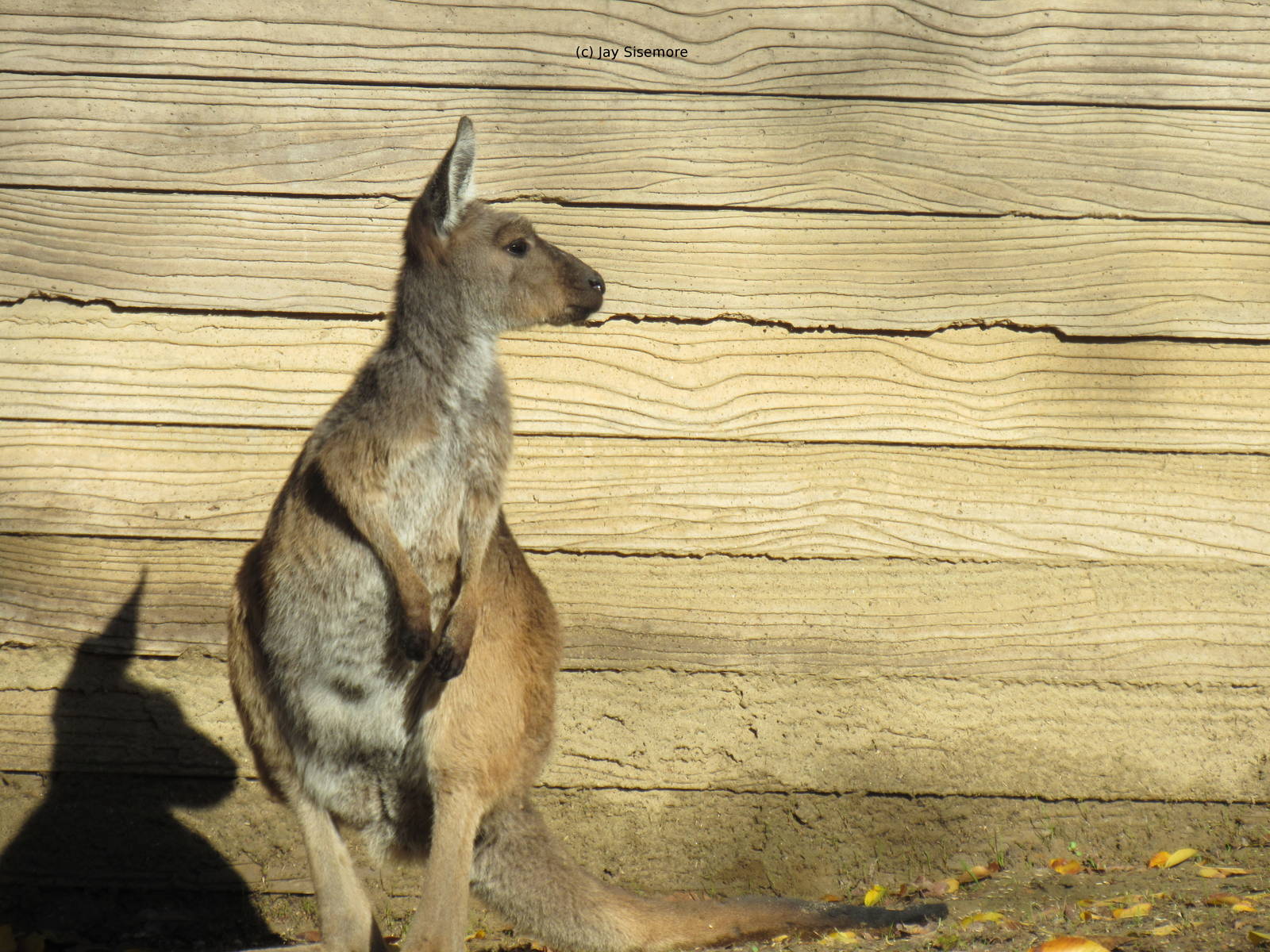 Western Gray Kangaroo
