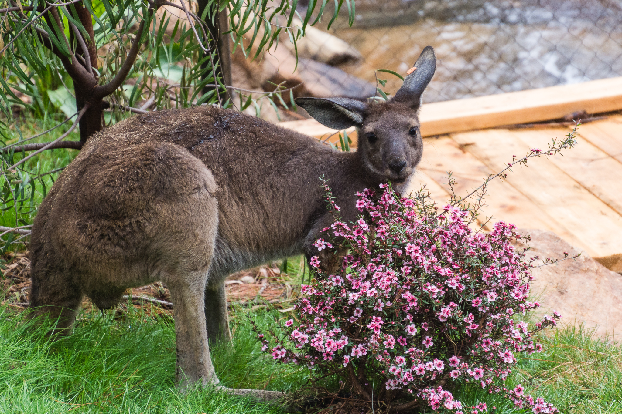Western gray kangaroo