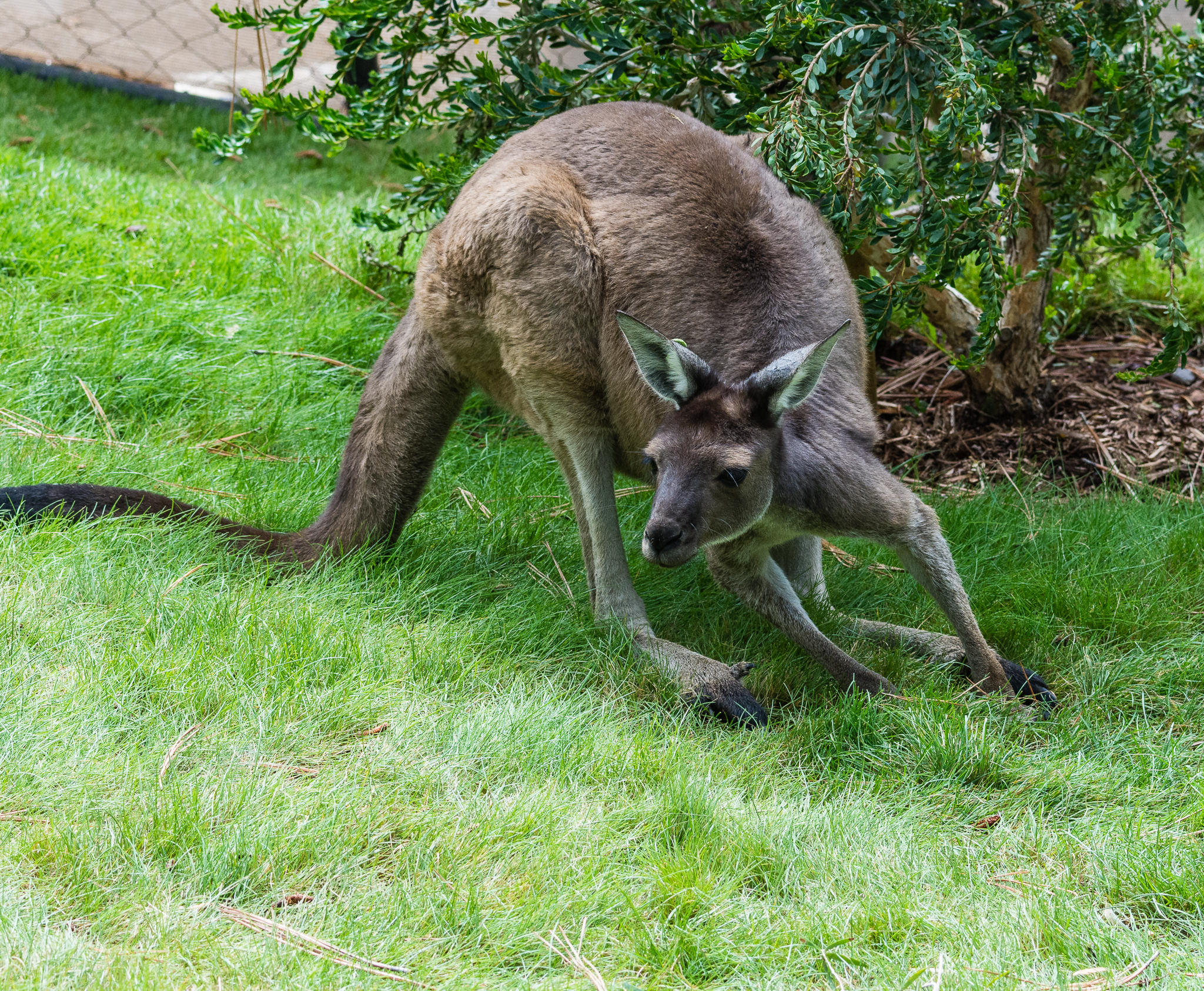 Western gray kangaroo