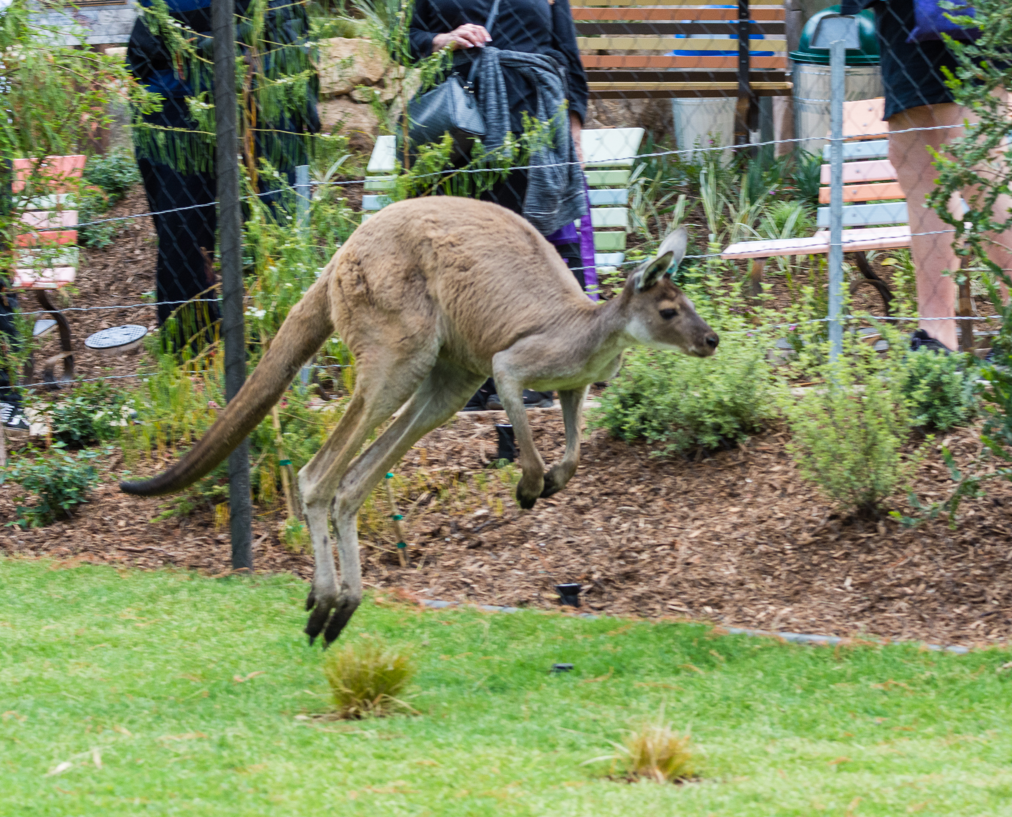 Western gray kangaroo