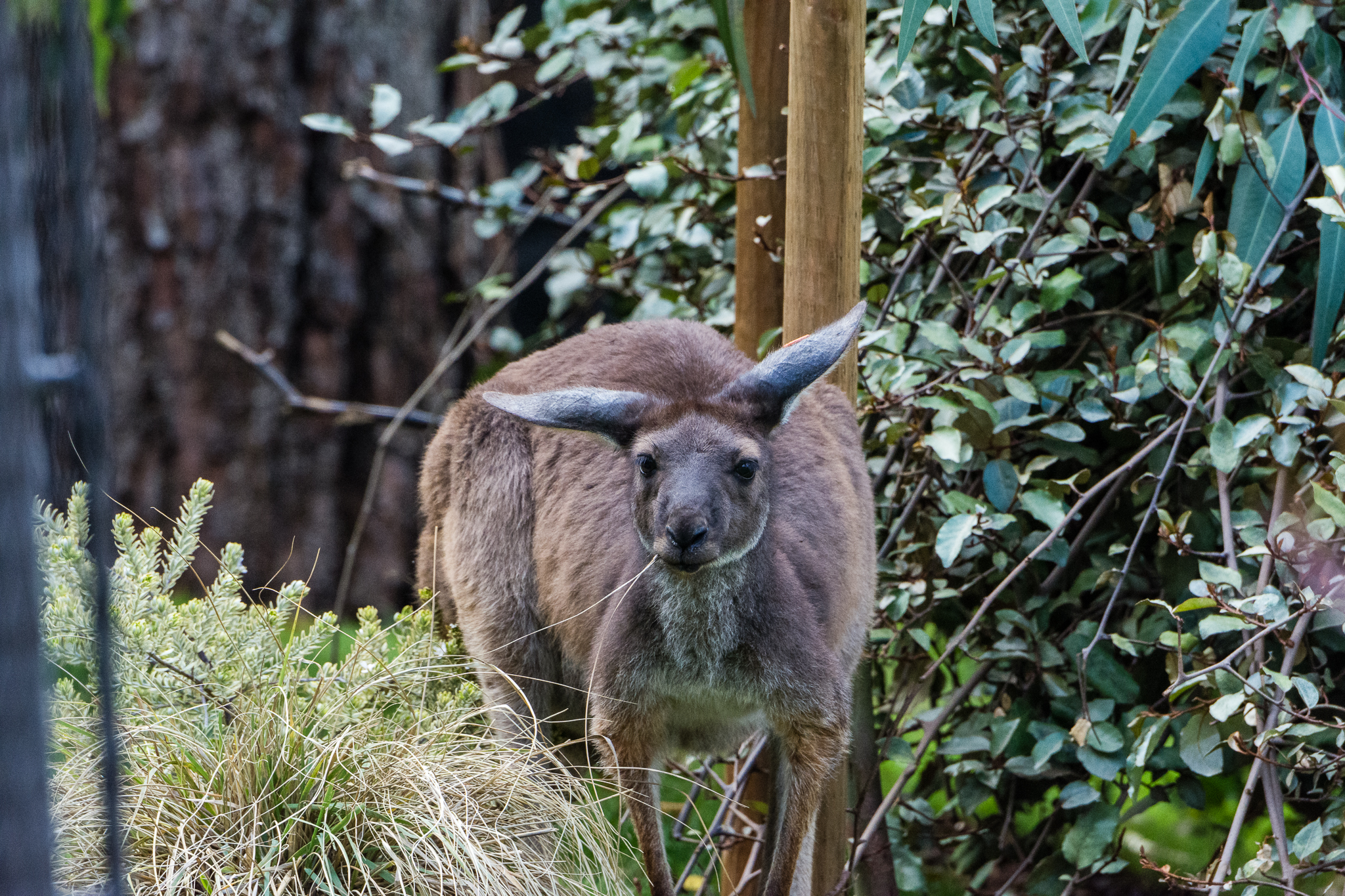 Western gray kangaroo