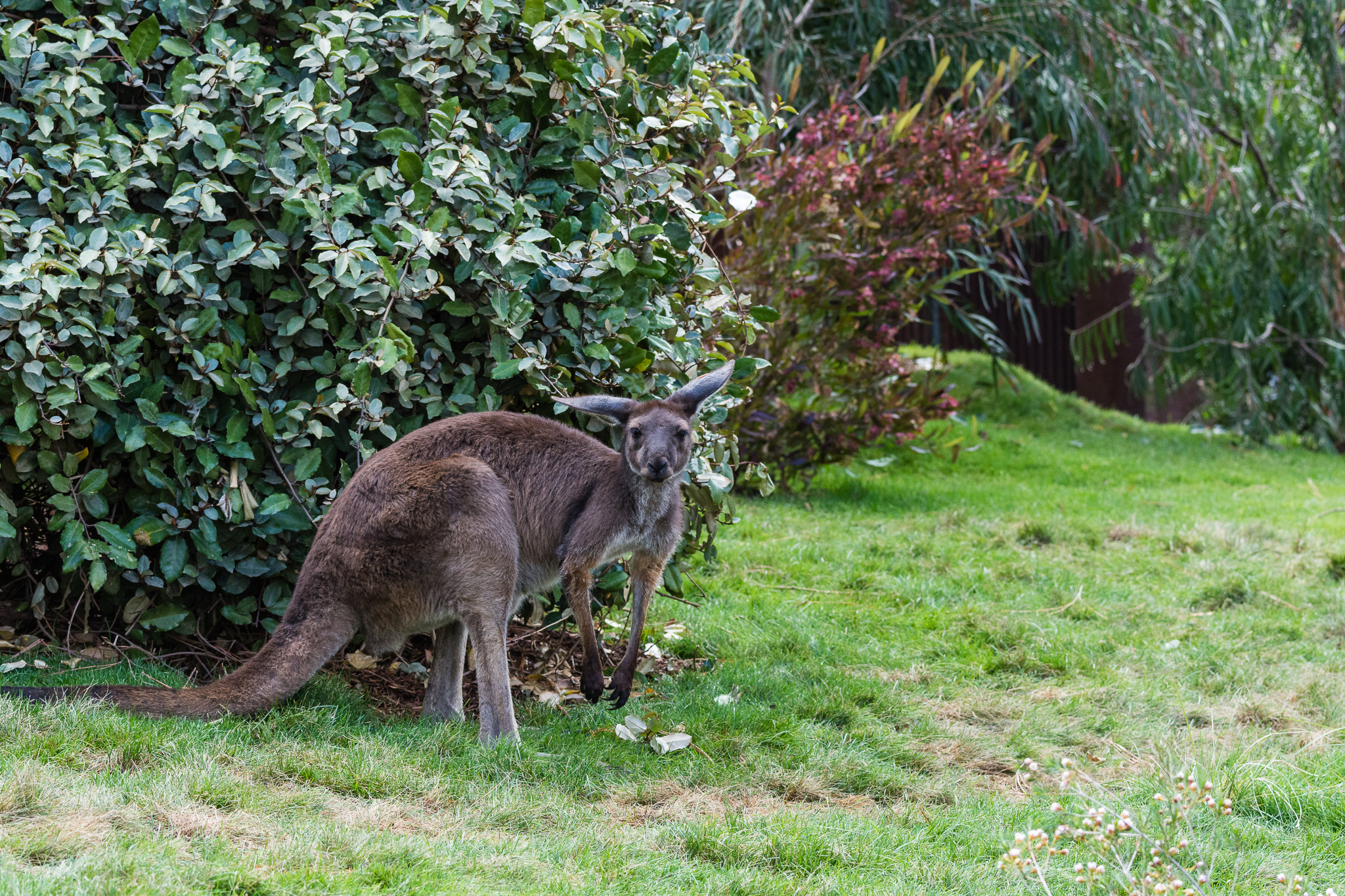 Western gray kangaroo