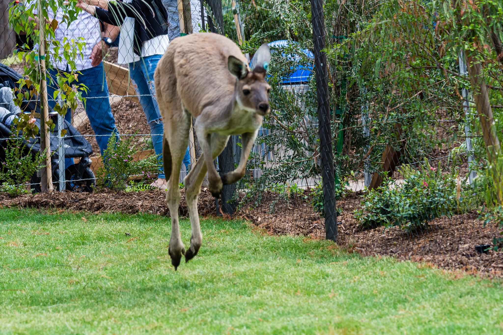 Western gray kangaroo