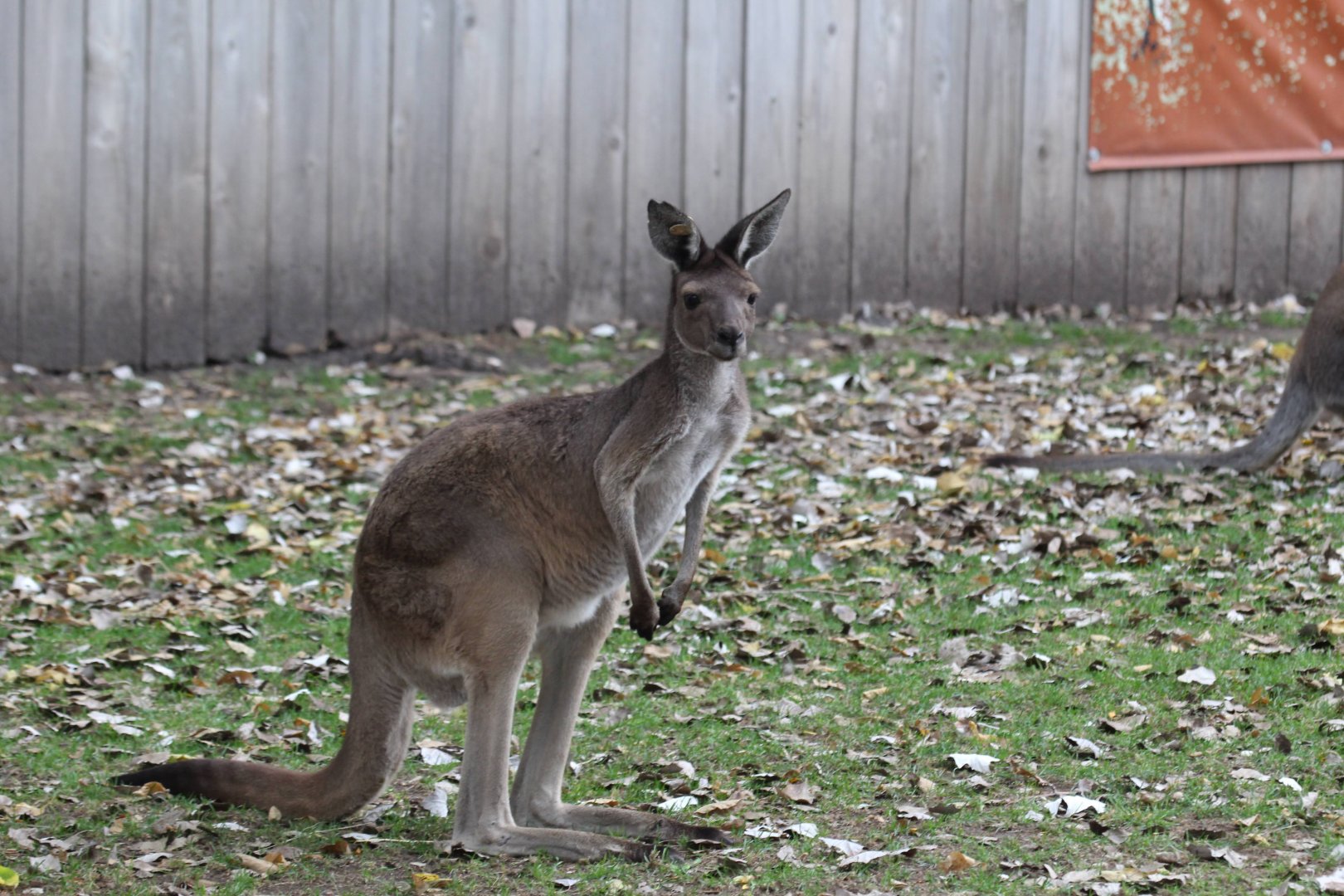 Western Gray Kangaroo