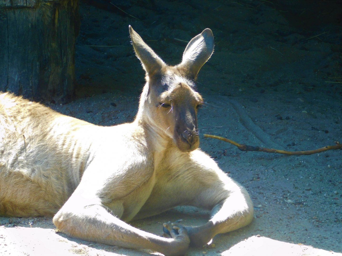 Western gray kangaroo