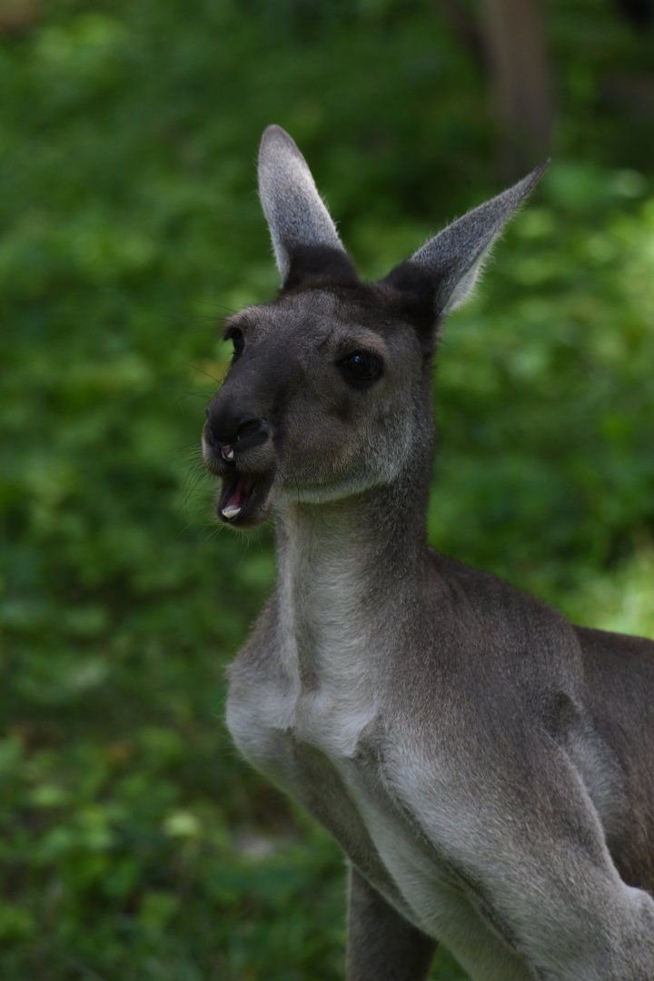 Western gray kangaroo