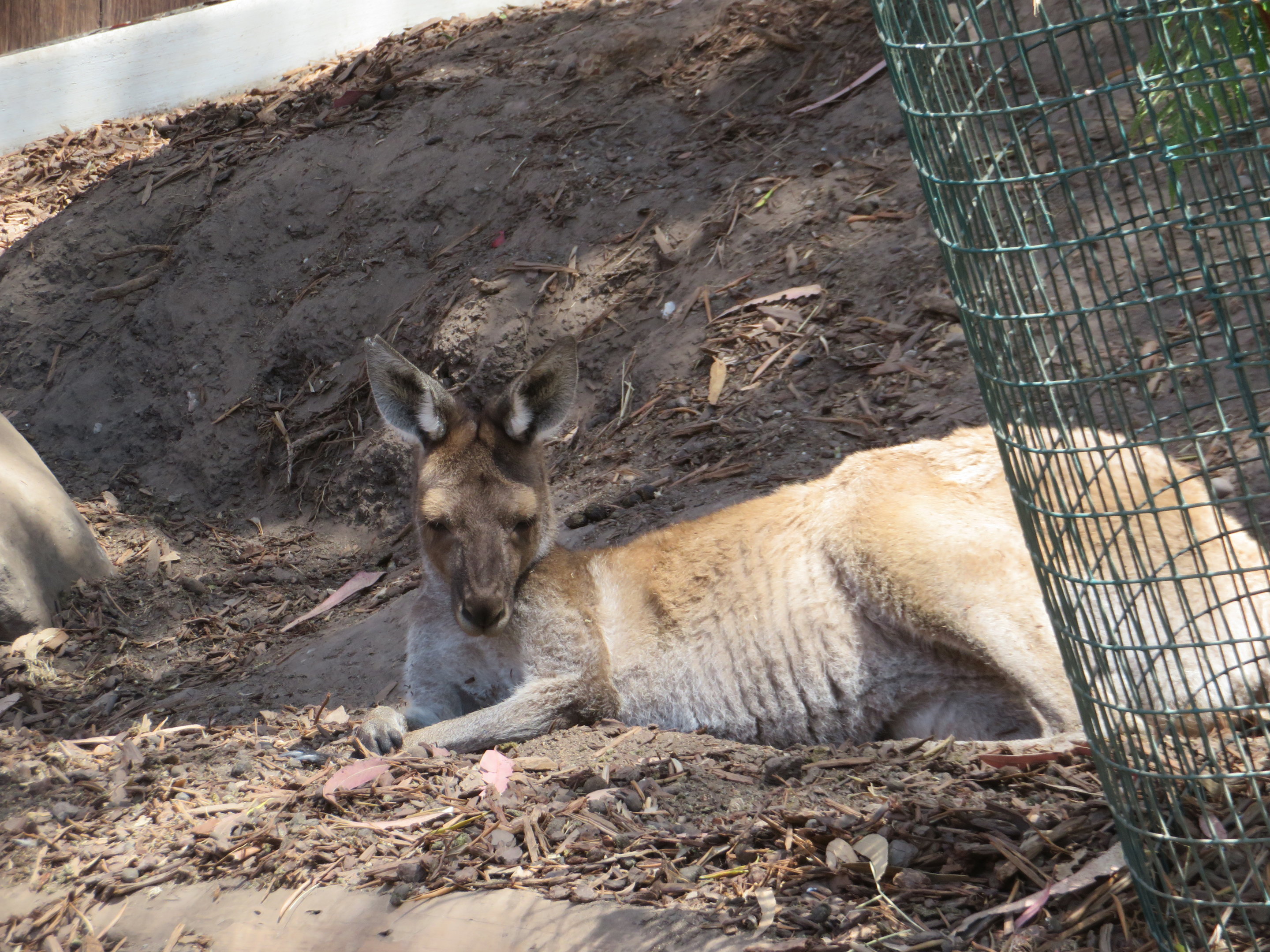 Western Gray Kangaroo