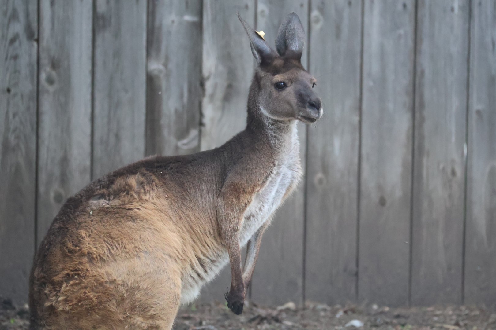 Western Gray Kangaroo