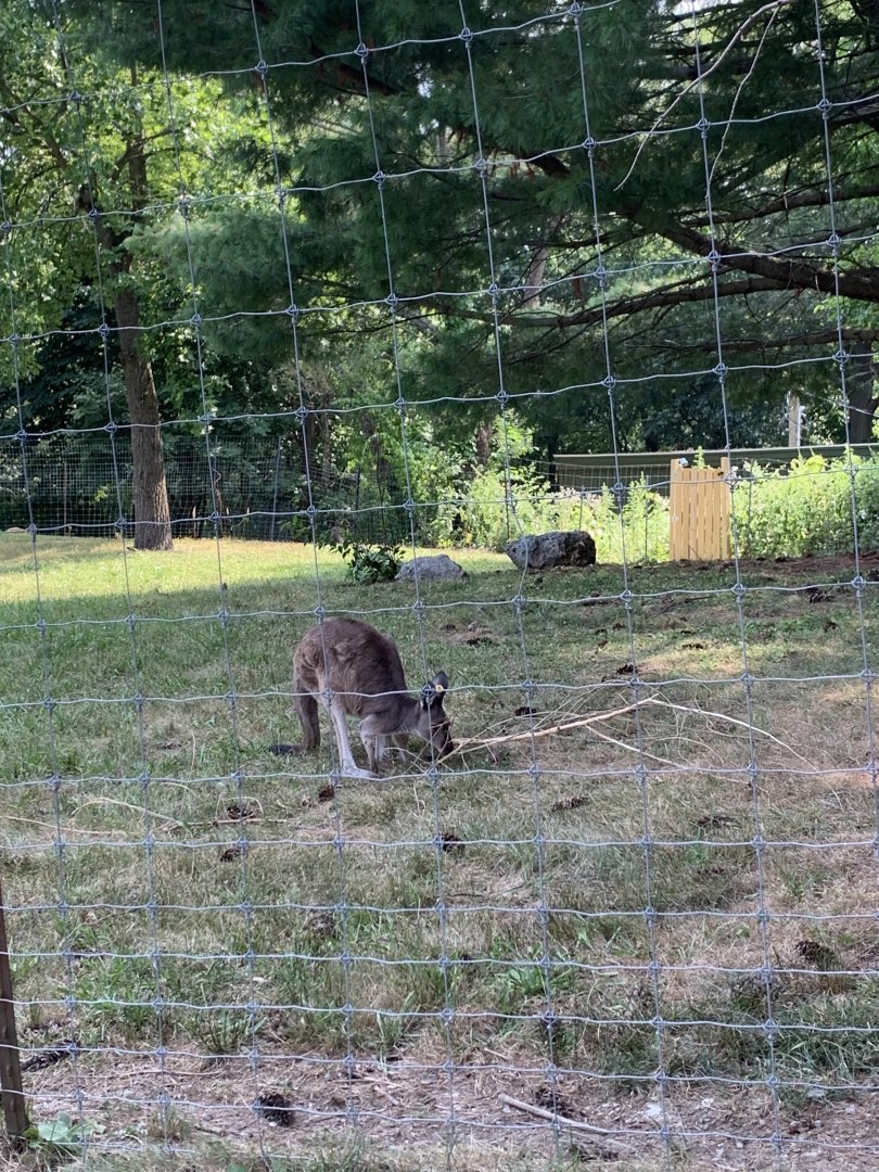 Western Gray Kangaroo?