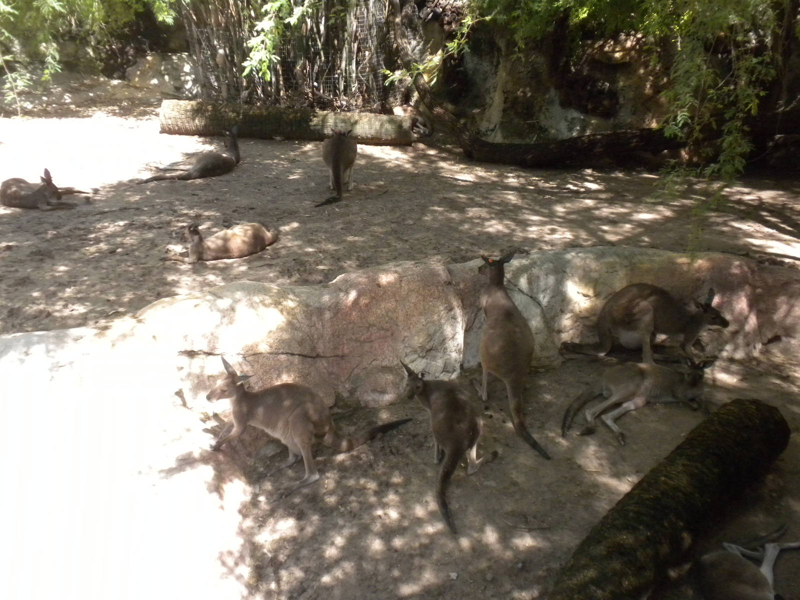 Western Gray Kangaroos