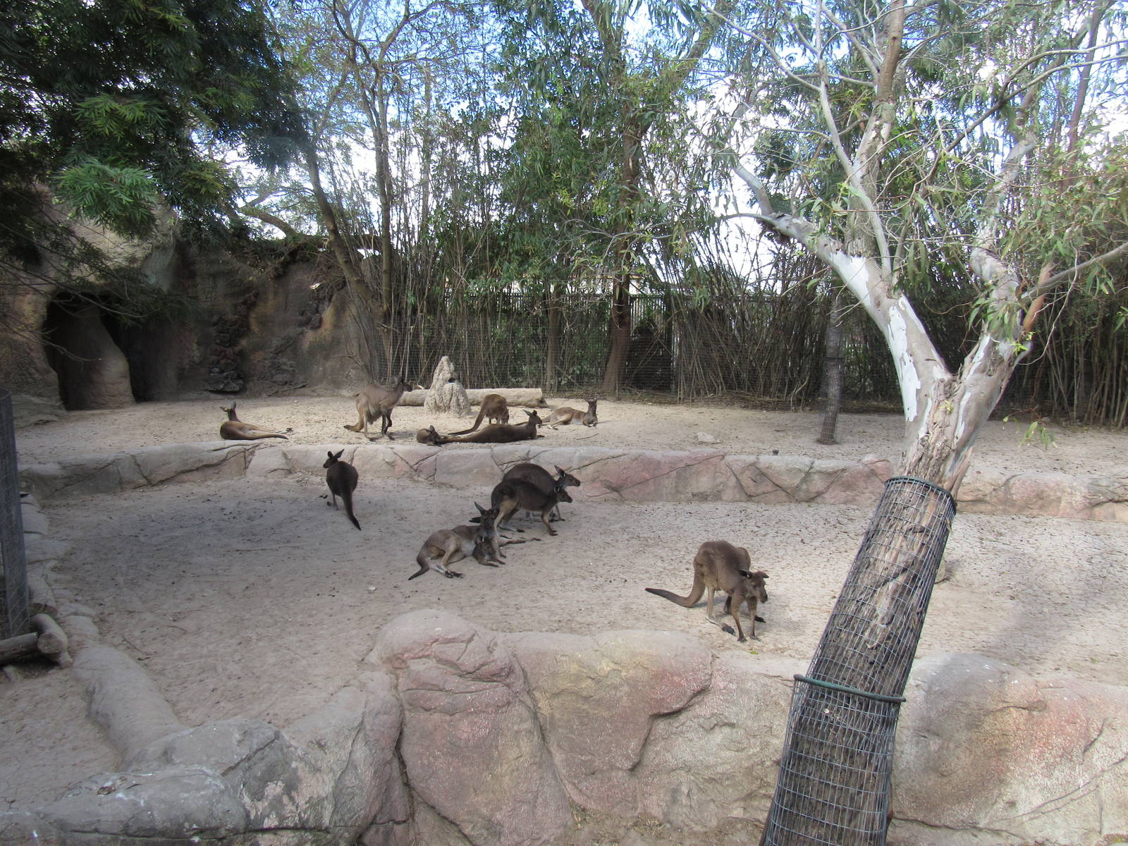 Western Gray Kangaroos