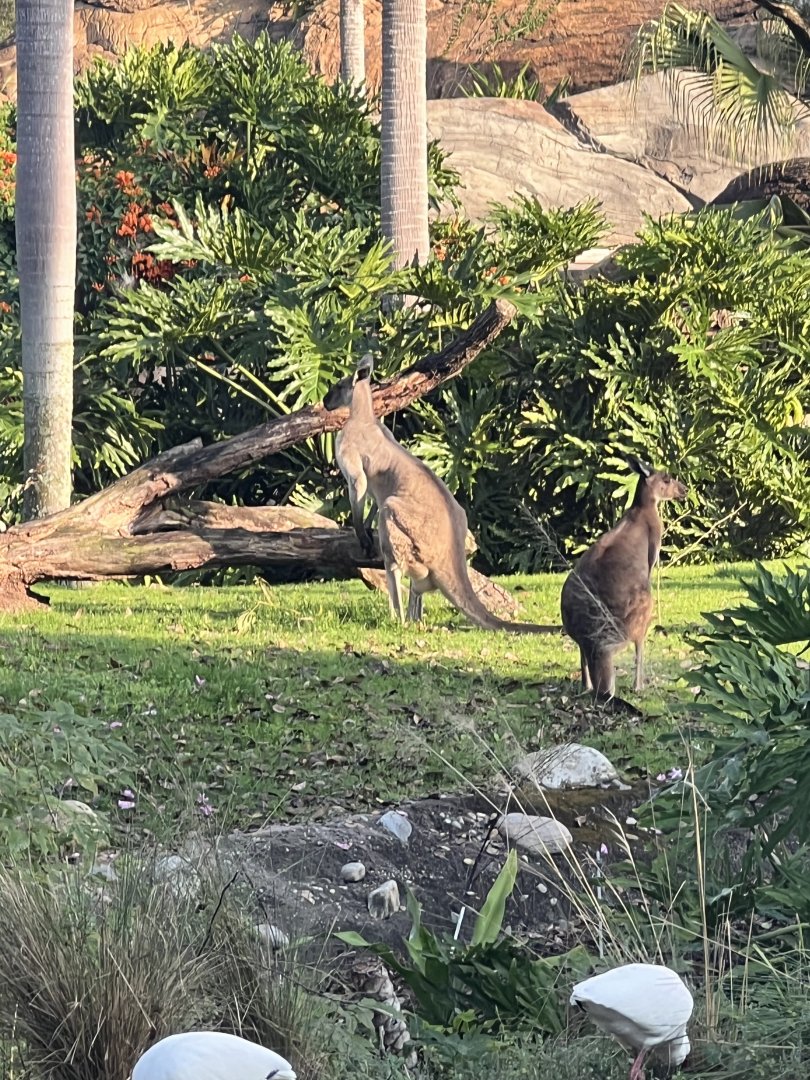 Western Gray Kangaroos