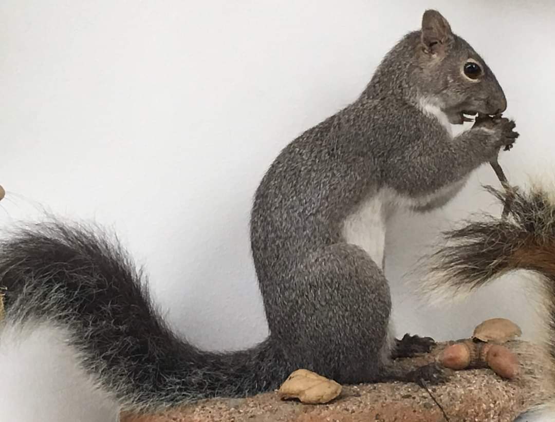 Western gray squirrel (Sciurus griseus anthonyi)