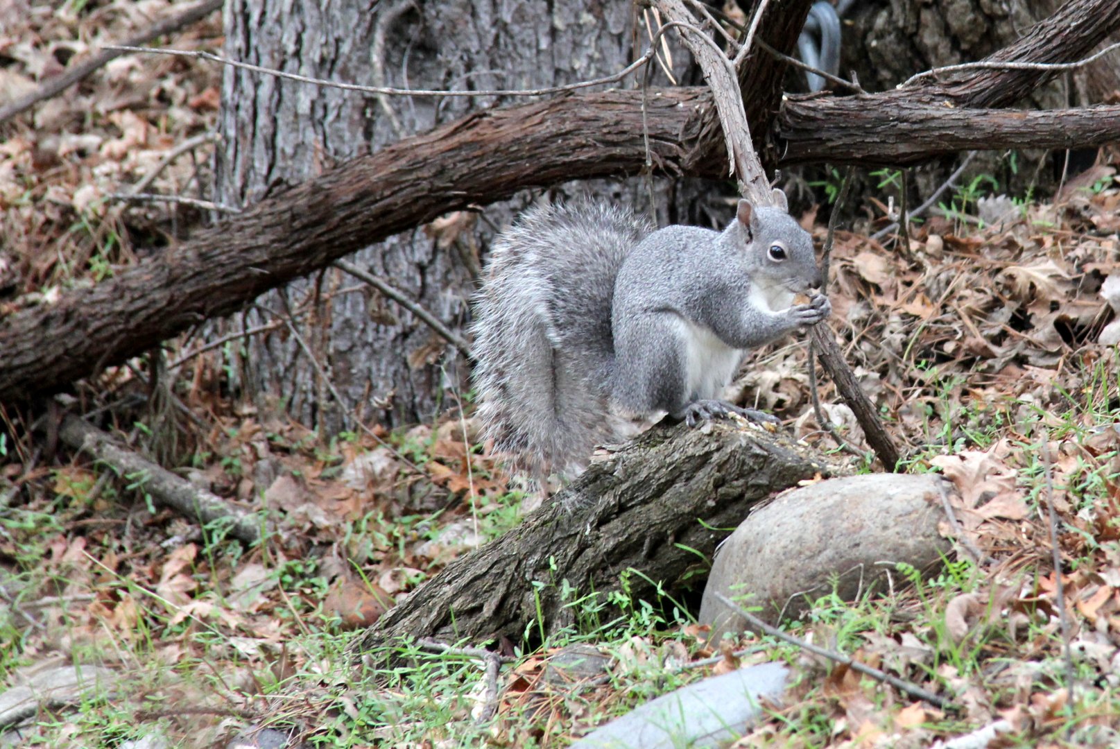 western gray squirrel (Sciurus griseus)