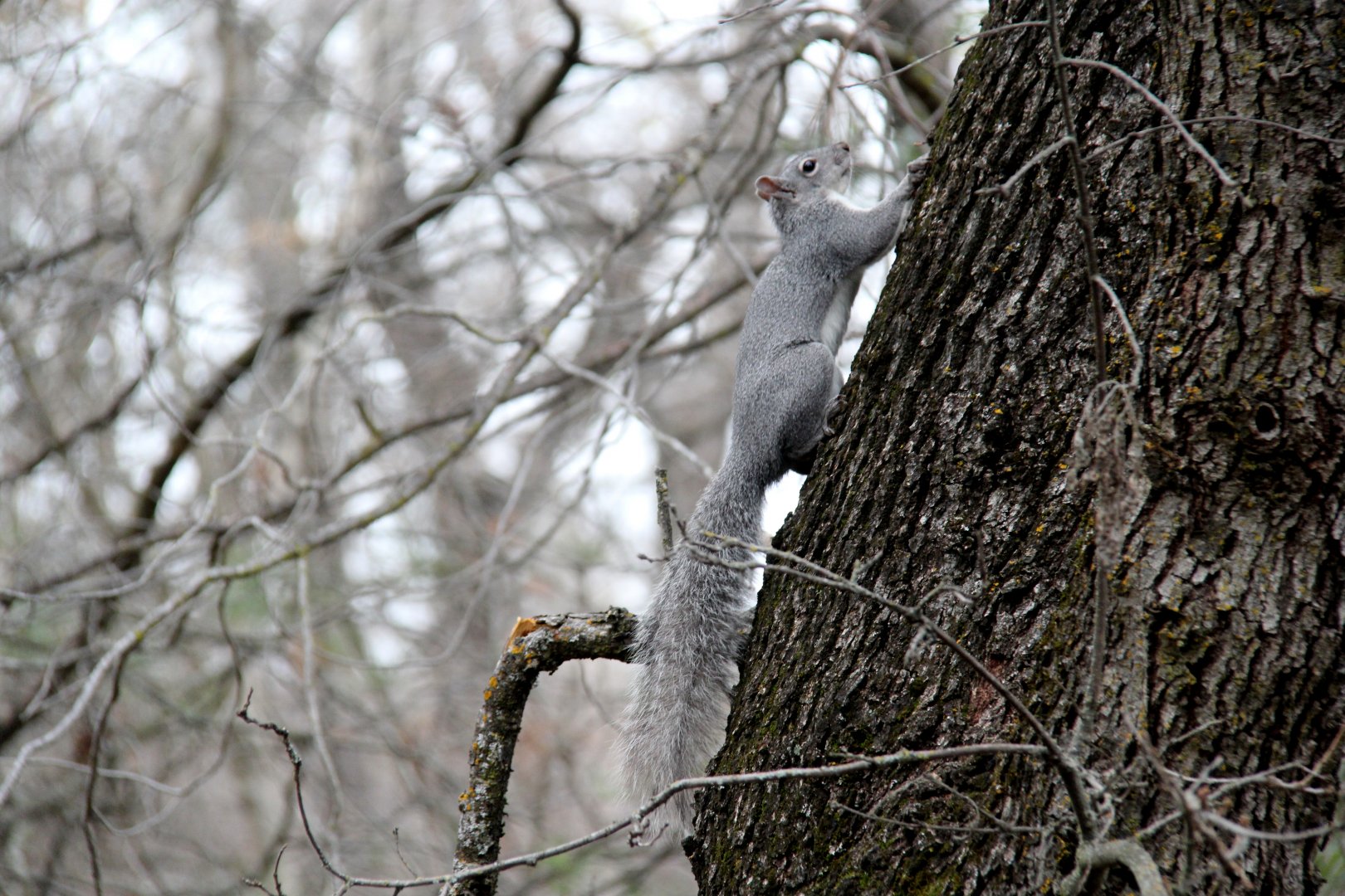 western gray squirrel (Sciurus griseus)