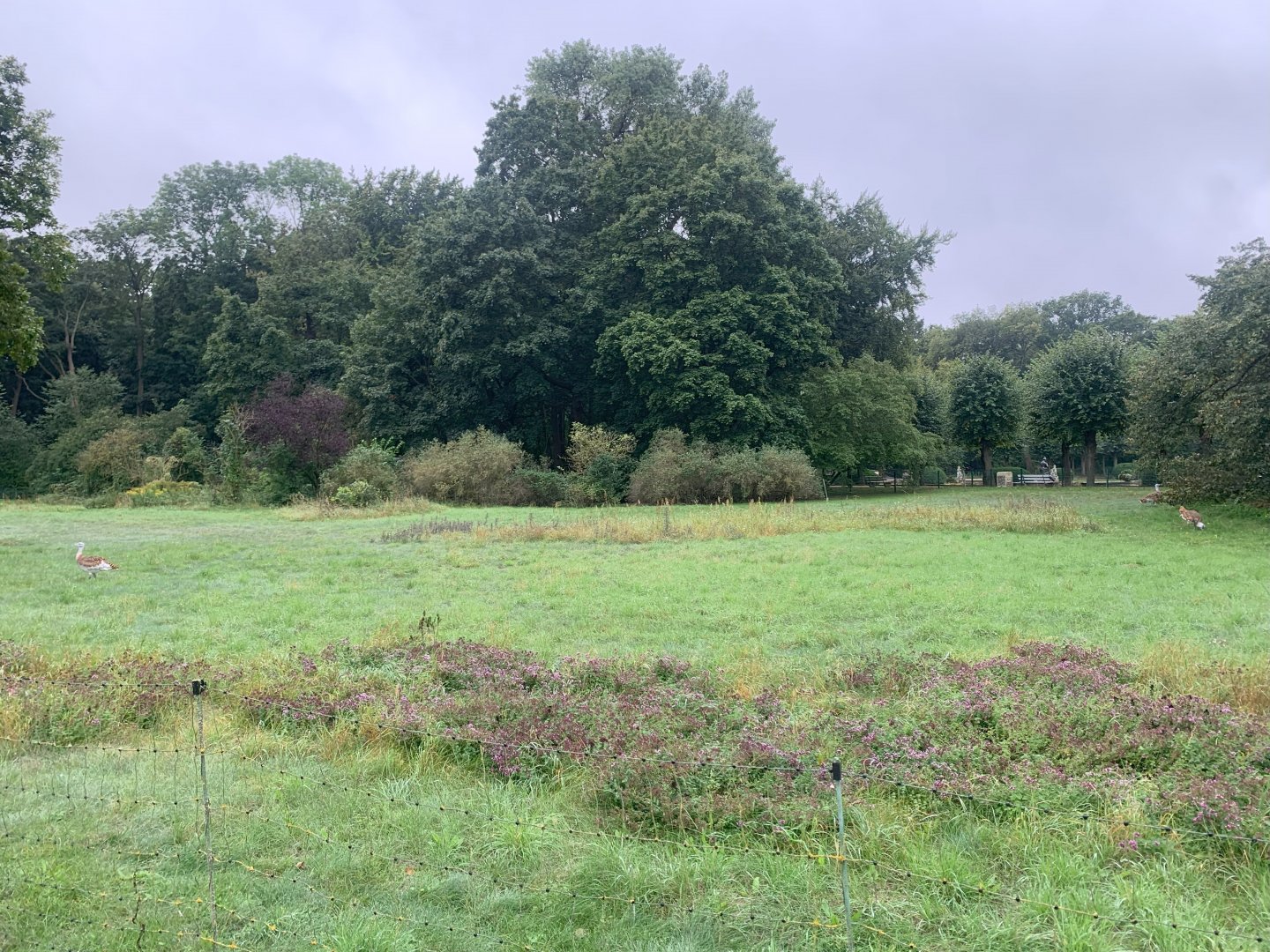 Western Great Bustard enclosure