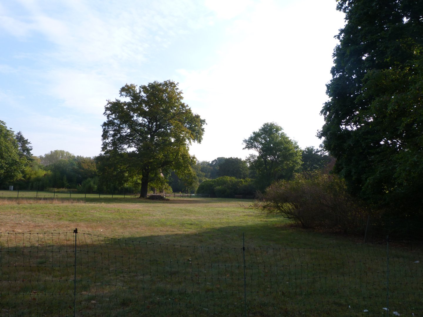 Western great bustard exhibit -Tierpark Berlin (2024)
