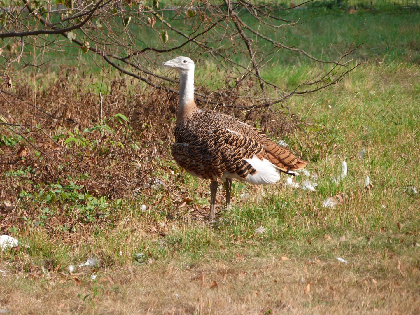 Western great bustard -Tierpark Berlin (2024)