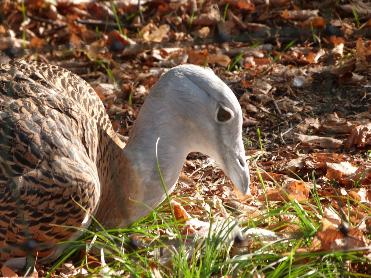 Western great bustard -Tierpark Berlin (2024)
