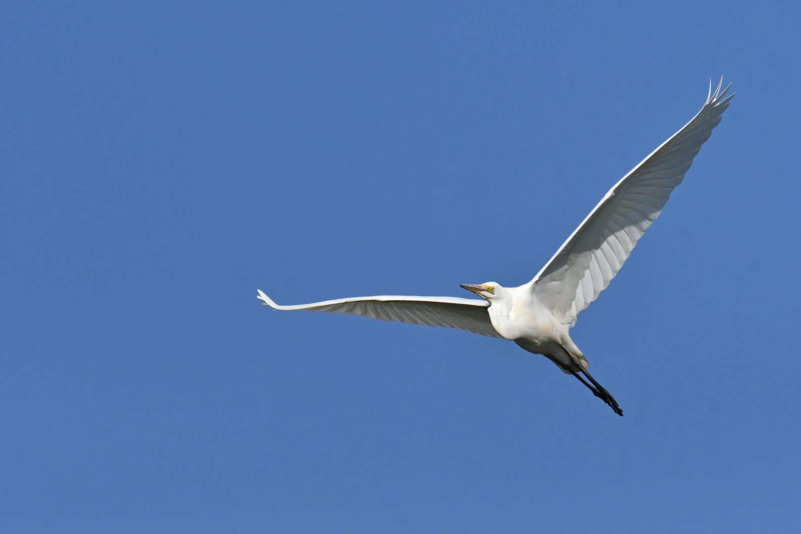 Western Great Egret Ardea alba