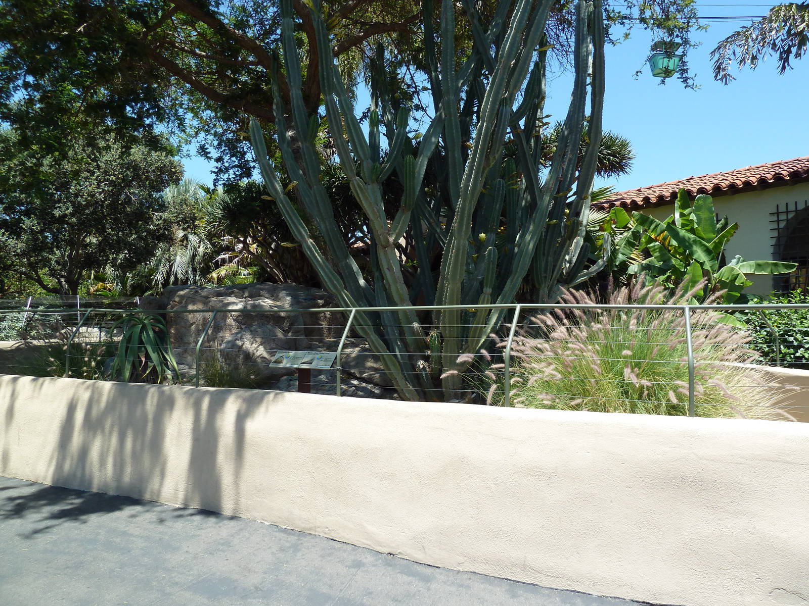 Western Great Plated Lizard/Red-Headed Agama Exhibit