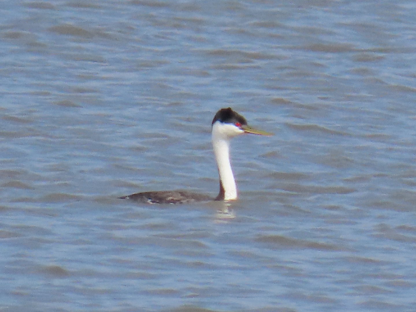 Western Grebe (Aechmophorus occidentalis)