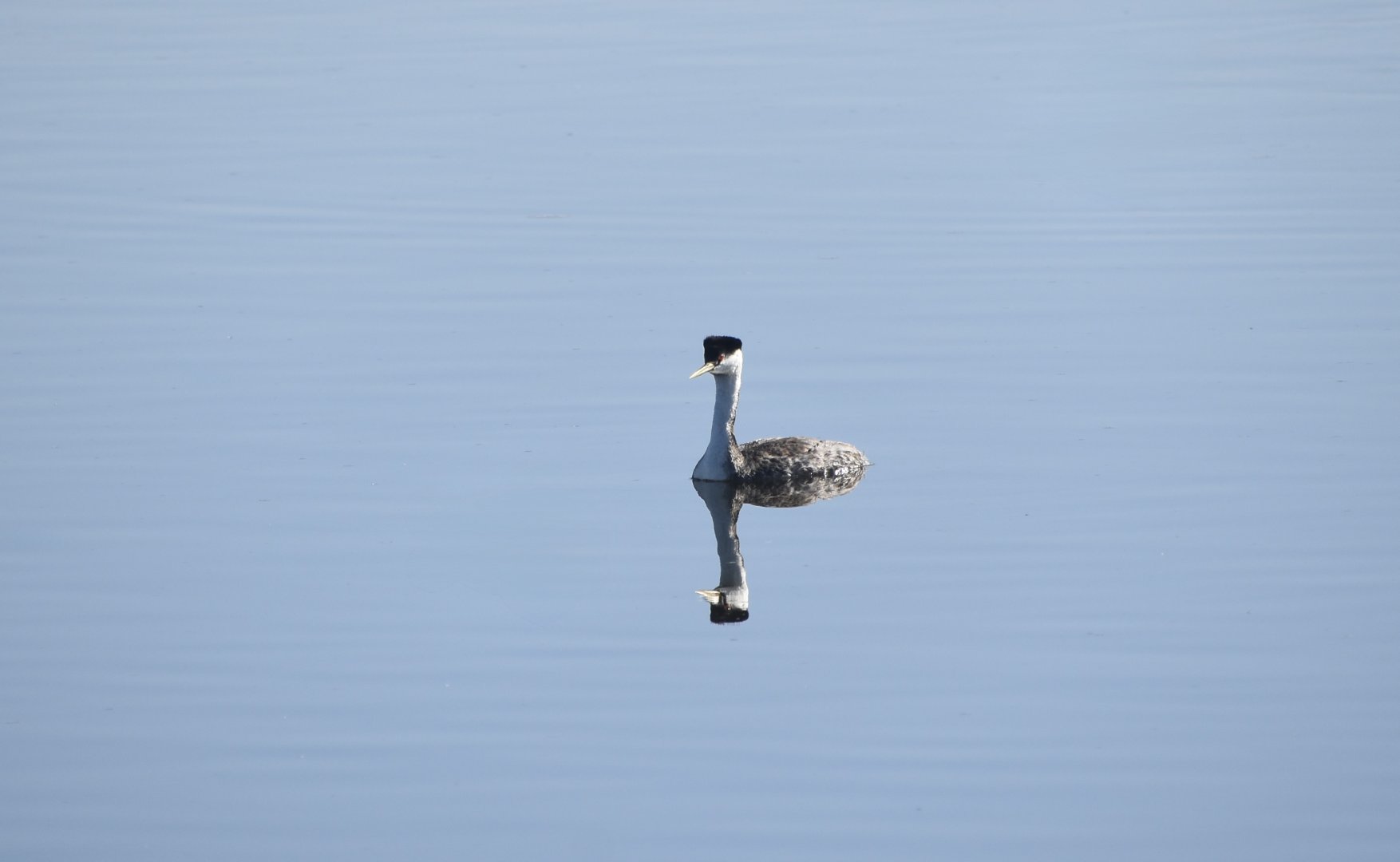Western Grebe (Aechmophorus occidentalis)